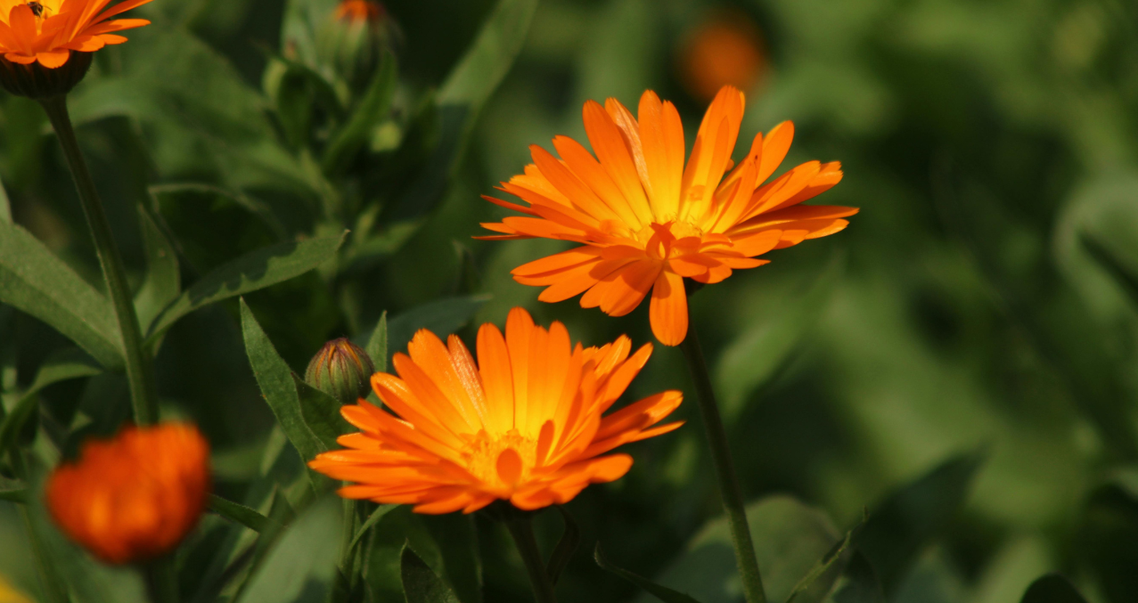 Saving Seeds: Growing Next Year's Garden Starts Now