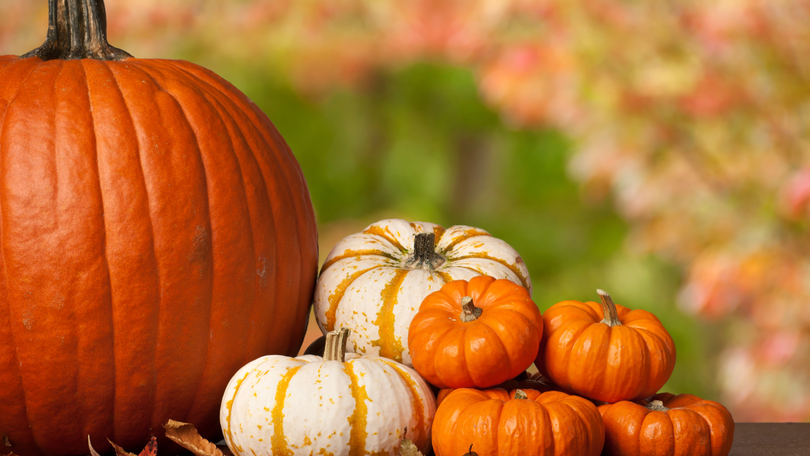 How to save your pumpkin seeds - Pile of autumn pumpkins