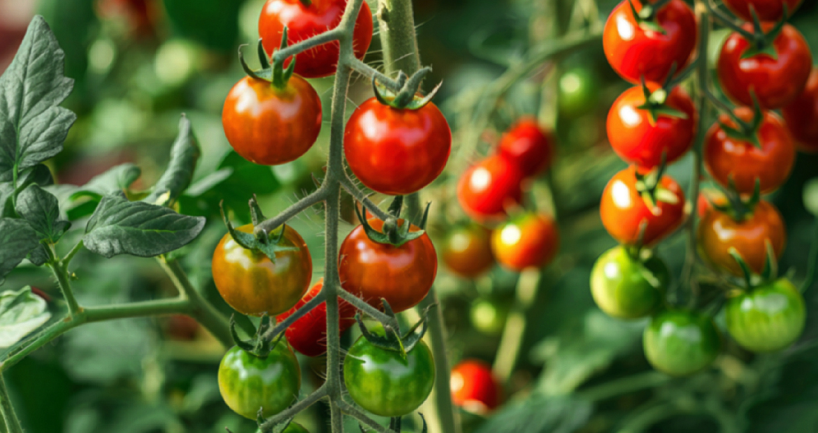 Summer vegetable garden in the UK