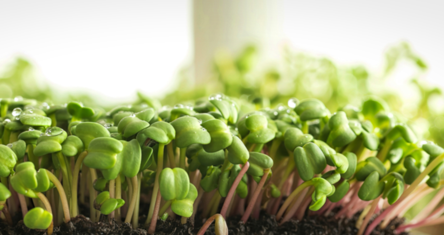 Growing in Small Spaces: A Windowsill is More Than Enough