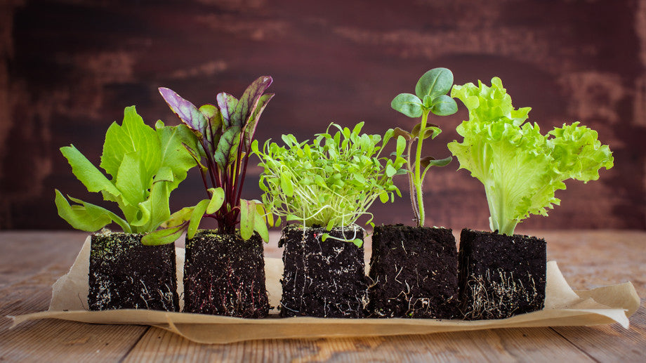 The Ultimate Soil Blocking Guide