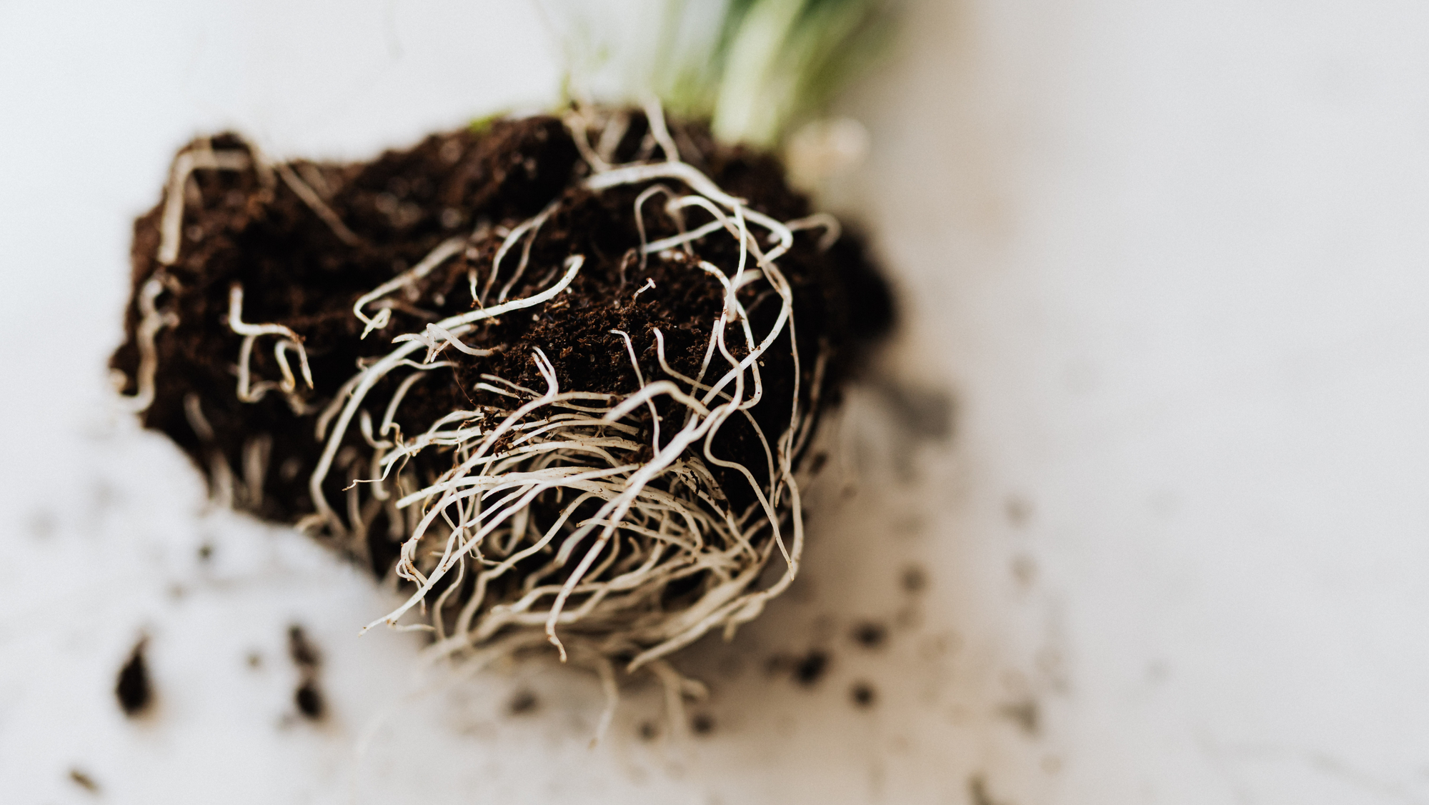 LET'S TALK ABOUT ROOT SHOCK, AND HOW SOIL BLOCKERS CAN HELP